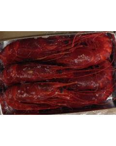 Carabineiro Red Prawn