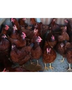 Laying hens reared on the ground.
